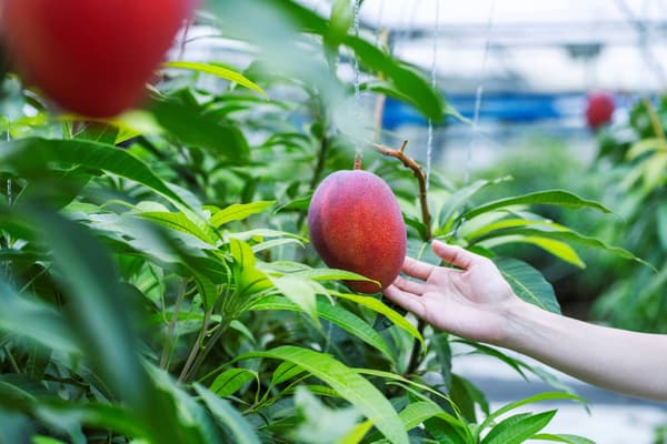 Discovering how to identify the finest mangoes with help from the grower