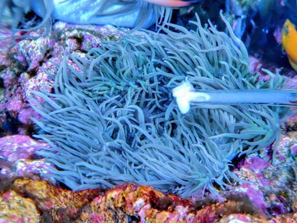 Shells used as food for animals