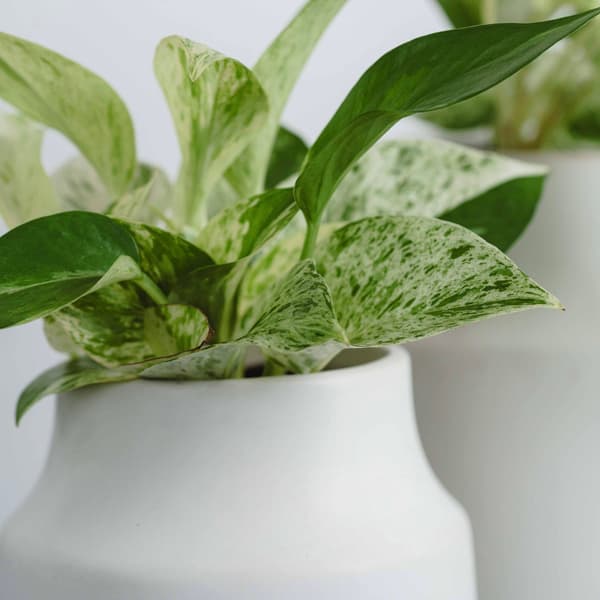 Pothos Marble Queen from Mie's 