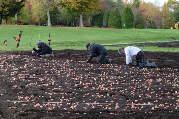 Tulip bulb planting work (early November)