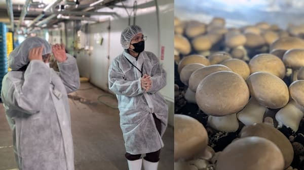 Perusahaan pertanian Kamata Kinoko Co., Ltd. (Tokachi Mush®)