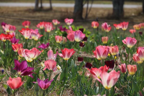 Tulips at the Perennial Garden