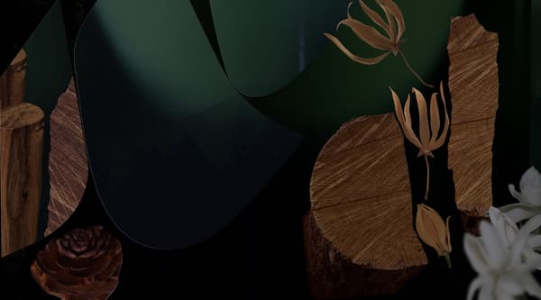 Forest Embrace fragrance notes