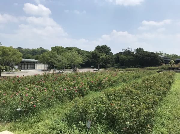 Jardines Naturales y Culturales con flores de cerezo