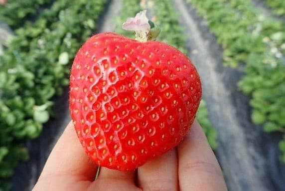 เก็บสตรอว์เบอร์รี Amaou แบบทานได้ไม่อั้น 40 นาที