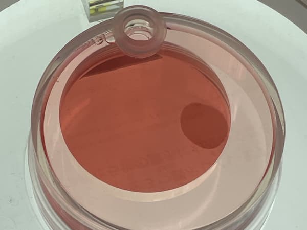 Cardiac Muscle Sheet at the Expo