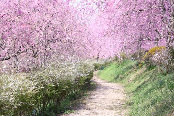 Pohon sakura yang merunduk dan Yukiyanagi (difoto pada 3 April 2026)
