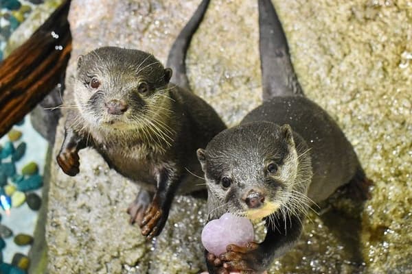 水獭狂野实况观赏