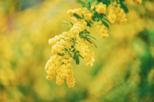 蓬松的含羞草花