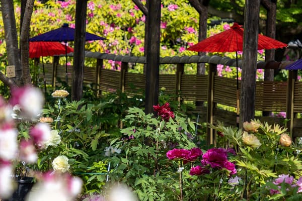 Botan-en Peony Garden (blooming image)