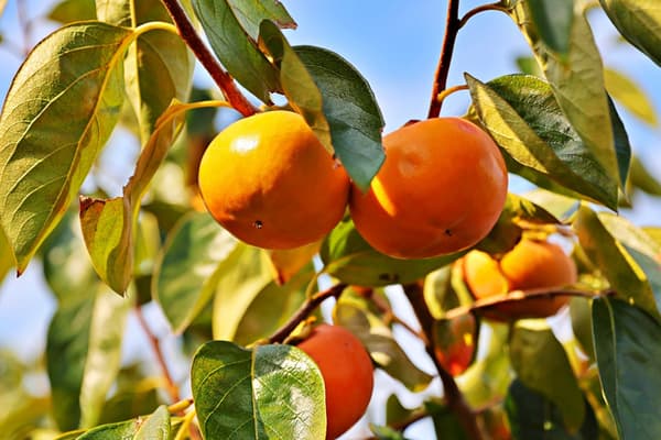Nishiyoshino's Fuyu persimmons from Gojo City, Nara Prefecture. Known as the 