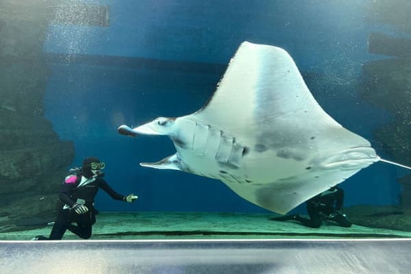 Nanyou Manta Health Management (image)