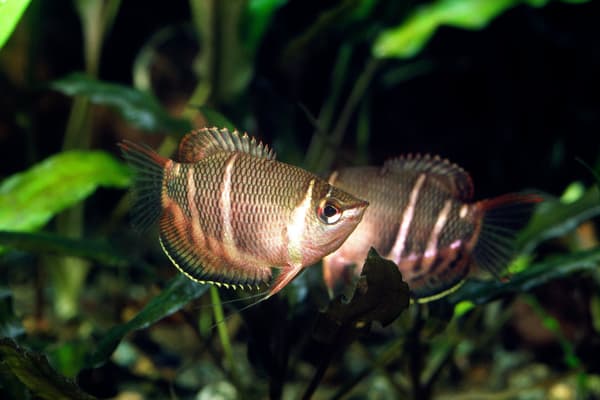 Pez gurami de chocolate