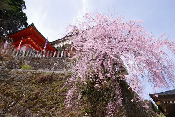 돌길로 포장된 구마노 고도 트레일을 따라 걷는 가이드 워킹
