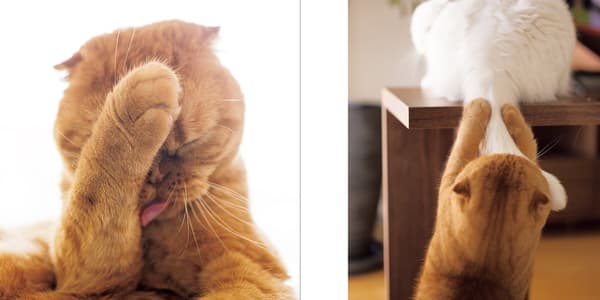 하얀 고양이 발바닥 클로즈업