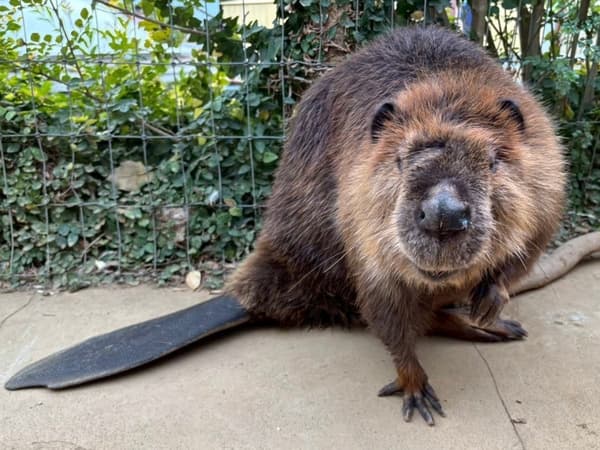 Yamabuki, the newly arrived female American Beaver
