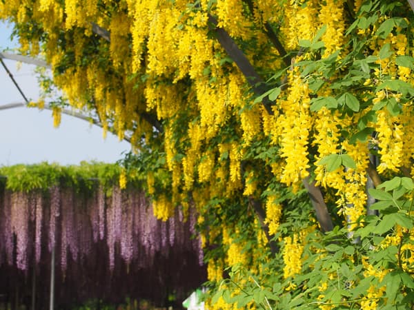 Yellow Wisteria at full bloom — daytime (archive photo)