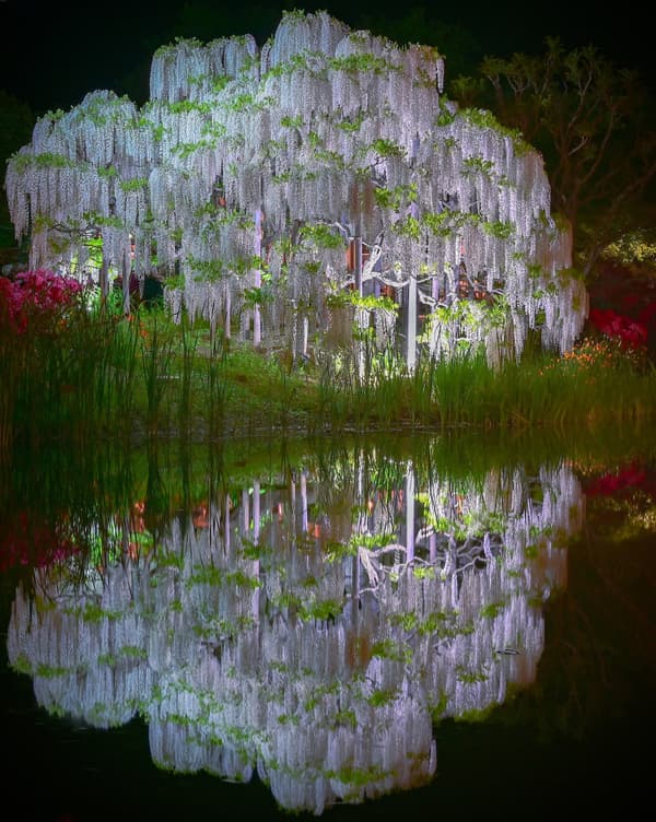 White Wisteria illuminated at full bloom 2 (archive photo)