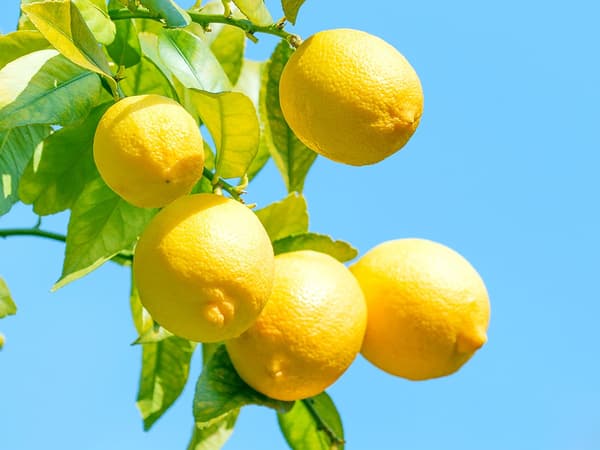 Izu lemon trees