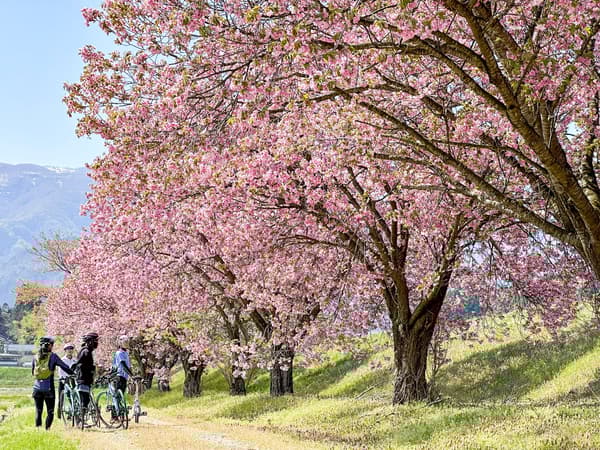 Shirataka Town – Dai no Sawa-zakura