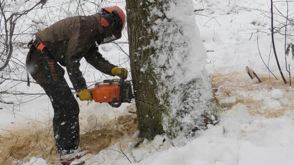 Logging scene in the snowy mountains of Shinano Town, Northern Nagano. Amid the roar of chainsaws, the furniture store staff can only watch from outside the danger zone. From the moment this 