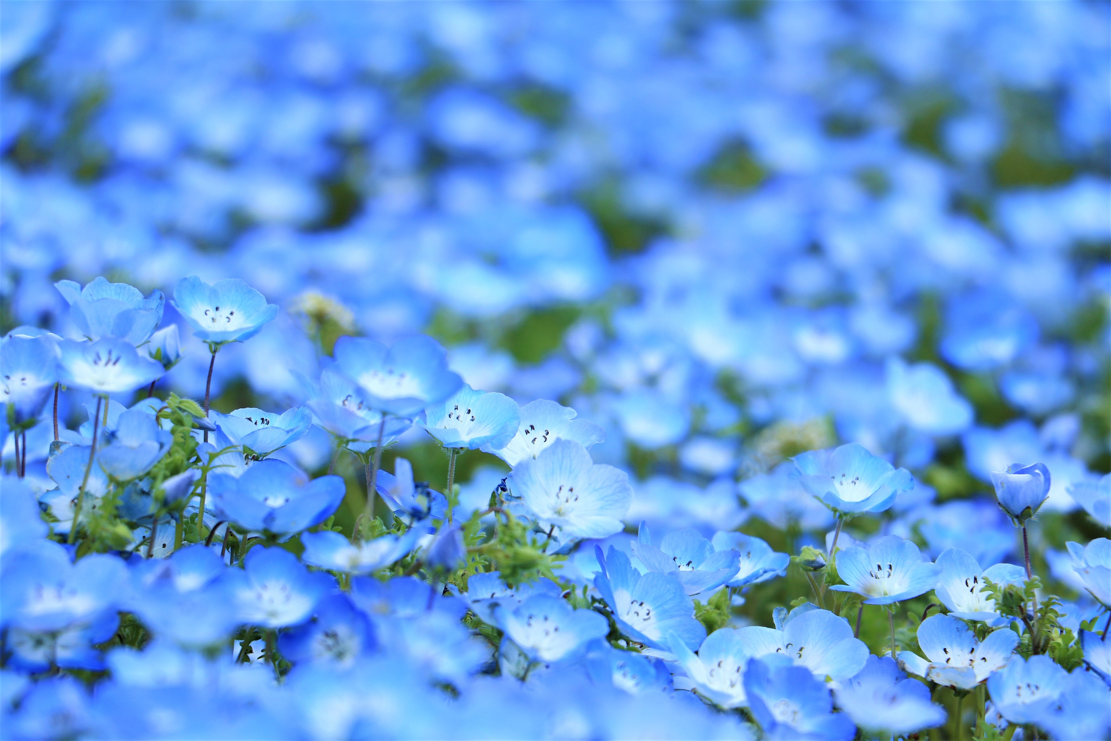 Kobe Agri Park Nemophila Hill 2026