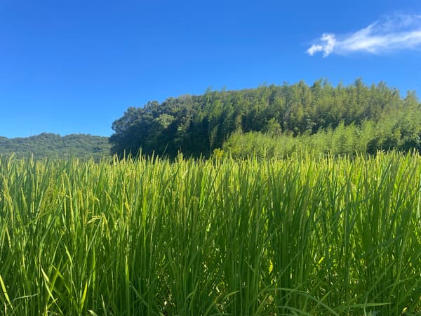 Lush green rice paddies