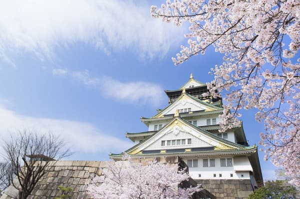 从酒店房间看到的樱花景色