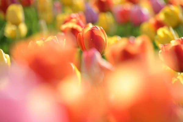 Tulip fields in full bloom