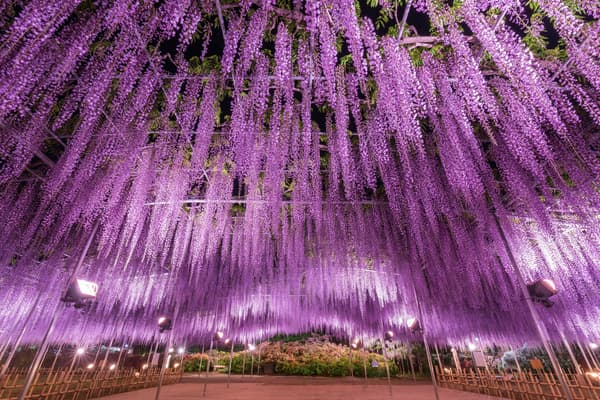 Great Wisteria illuminated at full bloom 1 (archive photo)