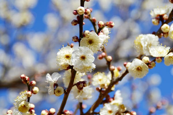 2026年1月7日拍攝的早開品種「八重野梅」