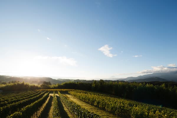Viñedo Domaine Mie Ikeno
