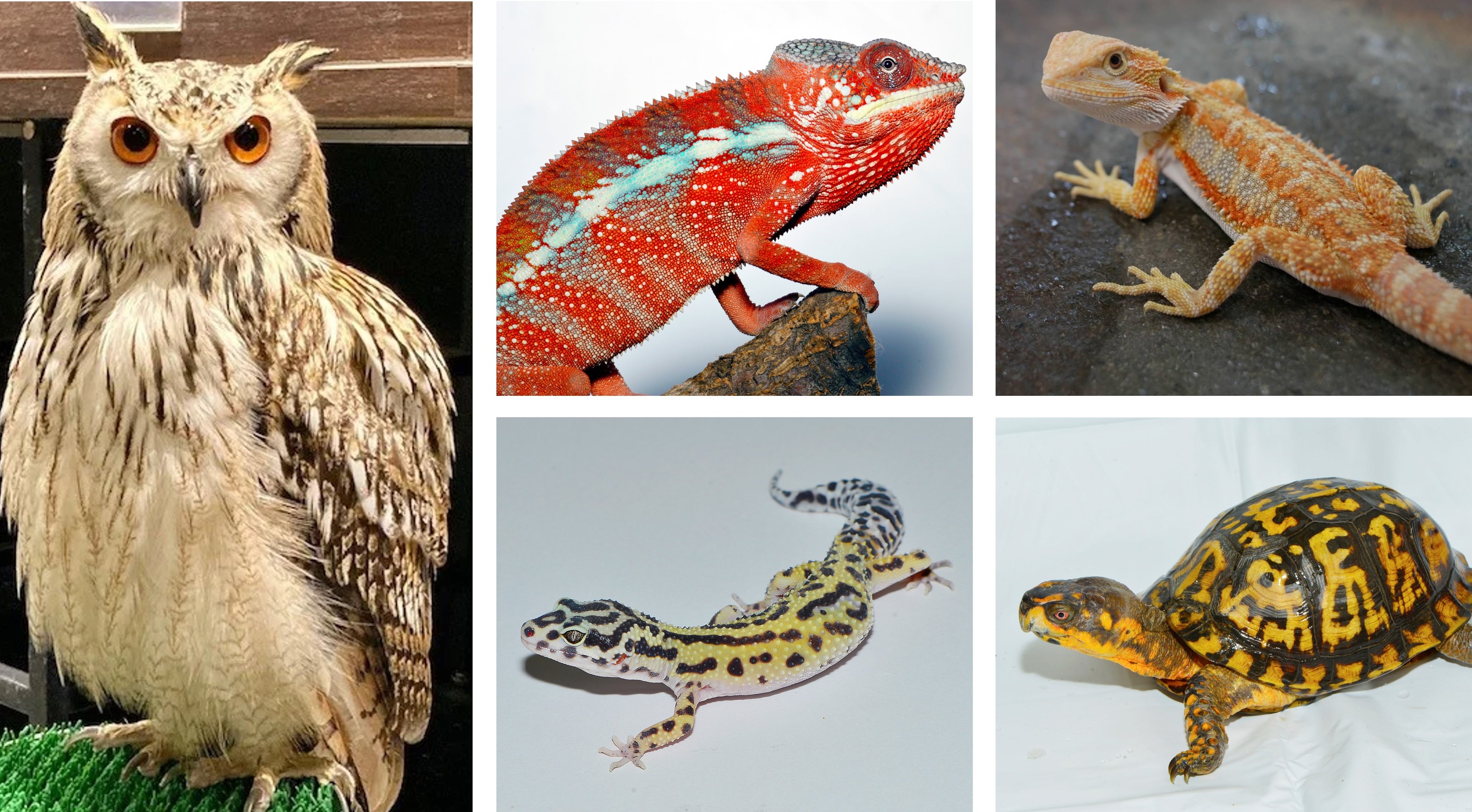 สัตว์แปลกที่ REPTILES FEVER