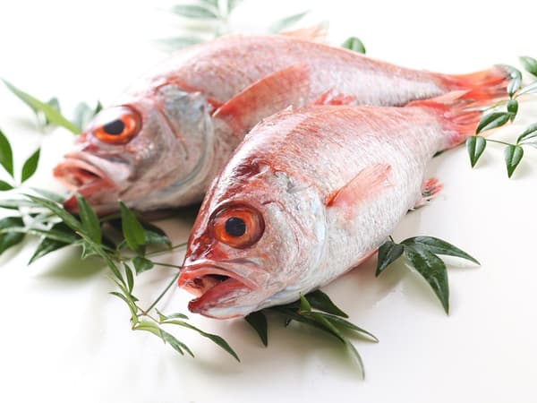 春季限定 – 喉黑魚（圖片）