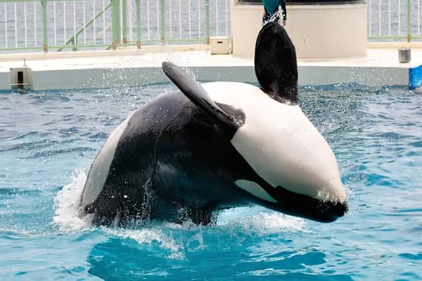 Orca realizando un salto espectacular en el Ocean Stadium
