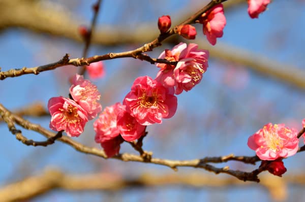 2026年1月7日拍攝的早開品種「八重寒紅」