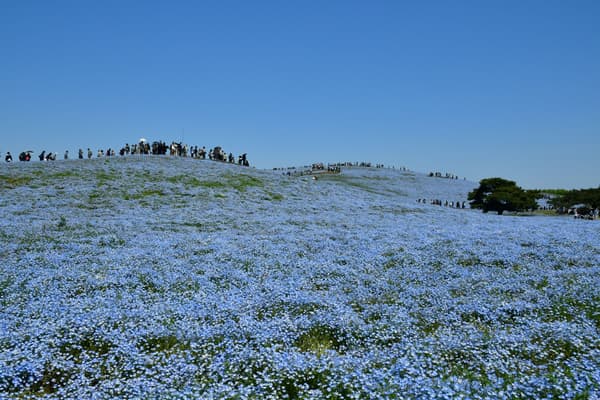 Bukit Miharashi selama mekar penuh Nemophila (difoto 30 April 2025)