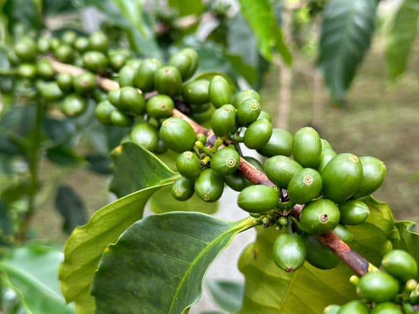 Coffee from Douglas McCarna's farm