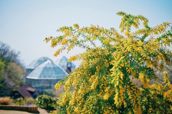 含羞草和玻璃屋