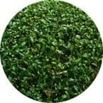 染色工艺中使用的京都产宇治抹茶