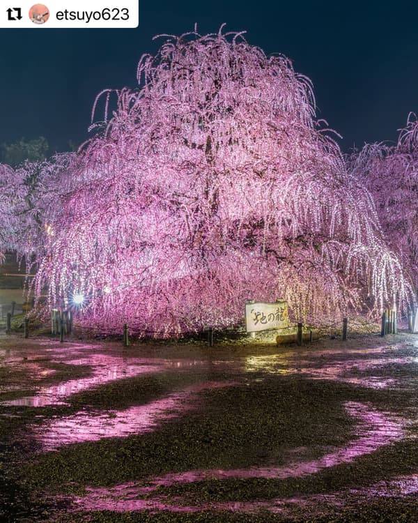 After rain, puddles create opportunities for reflection photography (2024 Photo Contest Winner @etsuyo623)