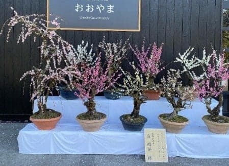 盆景梅花展
