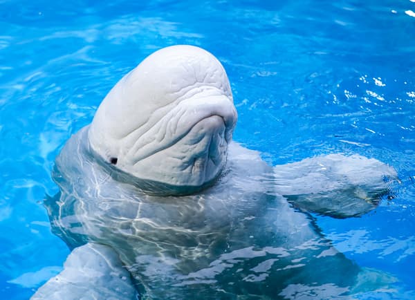 Foto conmemorativa con beluga