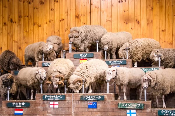 Sheep Show at Mother Farm