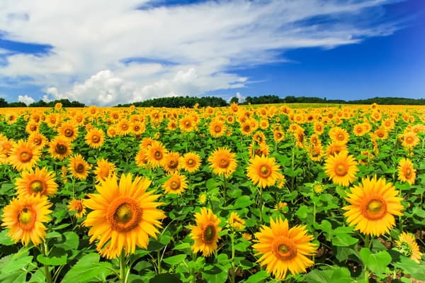 Pueblo de Girasoles de la Ciudad de Hokuryu（北竜町ひまわりの里）