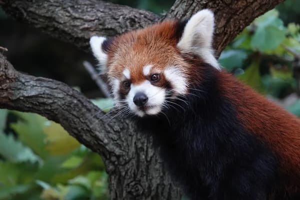 Zoológico de Nogeyama