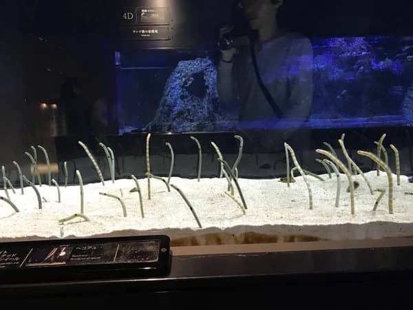 Spotted garden eel aquarium