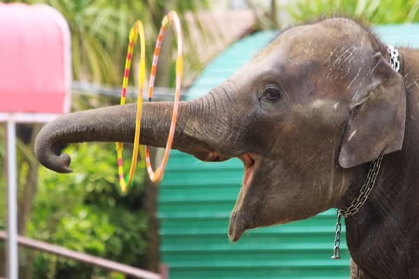 ICHIHARA Elephant Kingdom