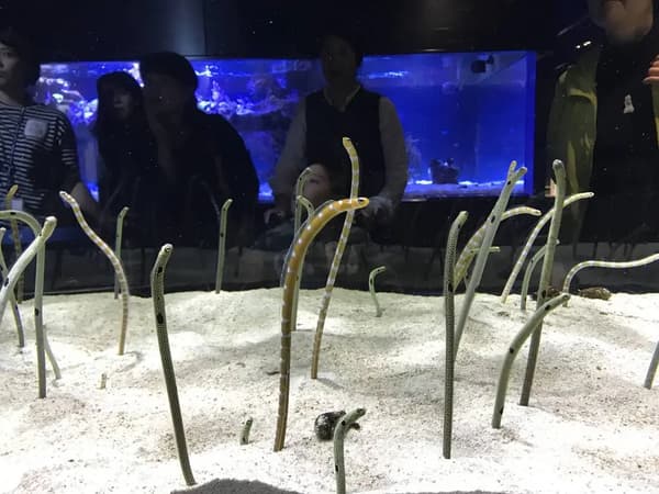 Spotted garden eel aquarium