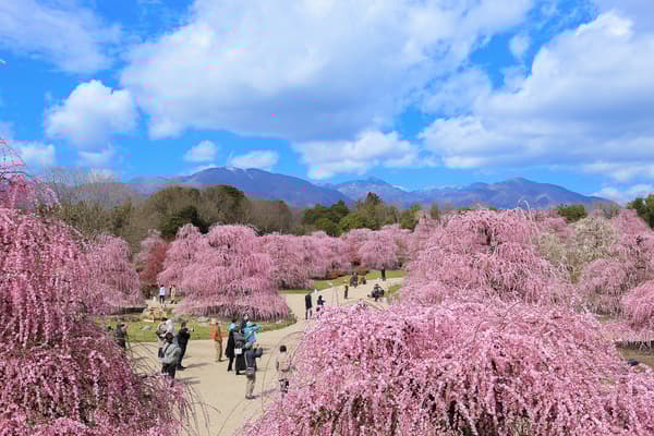 View from the observation deck showcasing weeping plum trees against the backdrop of the Suzuka Mountain Range